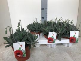Kambarinis augalas, žilė, vazonėlio skersmuo 12 cm.