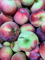 Vaismedis, obelis "Lobo" (Malus domestica)