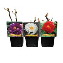 Daugiametė gėlė, krūminis bijūnas, medėjantis, įvairūs, vazonėlio skersmuo 23 cm.