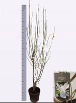 Dekoratyvinis medis, magnolija "Kobus", vazonėlio skersmuo 32 cm.