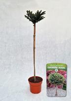 Spygliuotis, eglė ajaninė "Chinese Marl", vazonas 5 l.