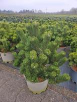 Spygliuotis, pušis juodoji "Oregon Green", aukštis 60-80 cm., vazonas 25 l.