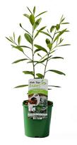 Dekoratyvinis krūmas, paragvajinis bugienis (Yerba mate), vazonėlio talpa 2 l.