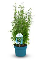 Žolinis augalas, bambukaitis "Wisebear", aukštis 50-60 cm., vazonas 5 l.