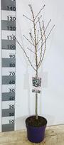 Dekoratyvinis medis, sakura "Brilliant", vazonėlio skersmuo 26 cm.