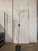 Dekoratyvinis medis, sakura "Kiku-Shid", vazonėlio skersmuo 23 cm.