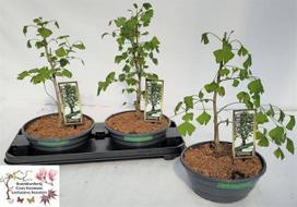 Dekoratyvinis medis, ginkmedis "Biloba", vazonėlio skersmuo 23 cm.