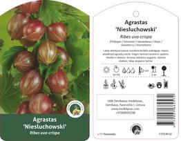 Vaiskrūmis, agrastas "Niesluchowski", ant stiebo