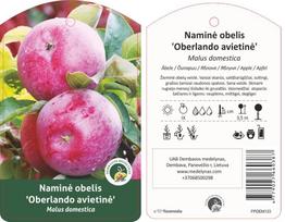 Vaismedis, obelis avietinė “Oberlando” (Malus domestica)