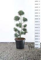 Spygliuotis, pušis smulkiažiedė "Glauca", aukštis 80-100 cm., vazonas 25 l.