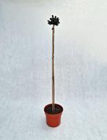Spygliuotis, eglė serbinė "Pimoko", vazonas 5 l.