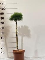 Spygliuotis, pušis "Greg", ant stiebo, vazonėlio skersmuo 23 cm.