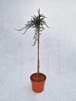 Spygliuotis, kadagys paprastasis "Sterling Silver", vazonas 7,5 l.