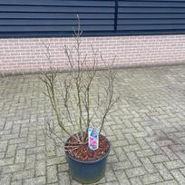 Dekoratyvinis medis, magnolija "Susan", vazonėlio skersmuo 23 cm.