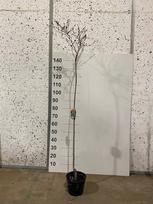 Dekoratyvinis medis, sakura "Kojau-no-mai", vazonėlio skersmuo 21 cm.