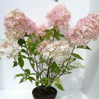 Dekoratyvinis krūmas, šluotelinė hortenzija "Phantom", vazonėlio skersmuo 28 cm.