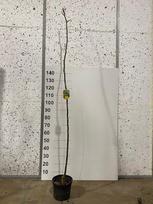 Dekoratyvinis medis, tridyglė gledičija, vazonėlio skersmuo 21 cm.