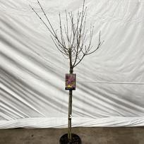 Dekoratyvinis krūmas, alyva "Palibin", vazonėlio skersmuo 21 cm.