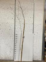 Dekoratyvinis medis, sakura "Accalade", vazonėlio skersmuo 23 cm.