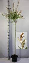 Dekoratyvinis medis, karklas sveikalapis "Hakuro-nishiki", ant stiebo, aukštis 120 cm., vazonėlio sk