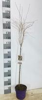 Dekoratyvinis medis, ankstyvoji sakura "Kojau-no-ma", vazonėlio skersmuo 26 cm.