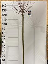 Dekoratyvinis medis, gluosnis "Hakuro Nish", vazonėlio skersmuo 21 cm.
