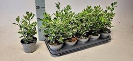 Dekoratyvinis krūmas, ožekšnis japoninis, įvairūs, vazonėlio skersmuo 12 cm.