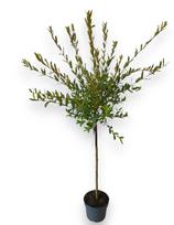 Dekoratyvinis medis, karklas sveikalapis "Hakuro-nishiki", ant stiebo, aukštis 40 cm., vazonėlio ske