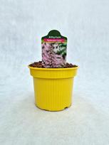 Daugiametis augalas, blužniapapartis japoninis "Burgundy Lace", vazonas 1,5 l.