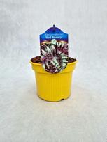 Daugiametis augalas, blužniapapartis japoninis "Red Beauty", vazonas 1,5 l.