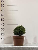 Spygliuotis, pušis "Kostelnicek", vazonėlio skersmuo 23 cm.