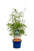 Žolinis augalas, raudonasis bambukaitis, aukštis 60-80 cm., vazonas 5 l.