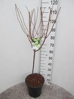 Dekoratyvinis krūmas, šluotelinė hortenzija 'Limelight', ant stiebo, vazonėlio skersmuo 28 cm.