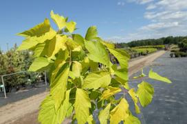 Dekoratyvinis medis, klevas uosialapis "Kelly’s Gold", vazonas 10 l.