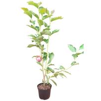 Dekoratyvinis medis, magnolija, įvairios, aukštis 80-120 cm., vazonas 5 l.