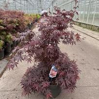 Dekoratyvinis medis, plaštakinis klevas "Atropurpureum", vazonėlio skersmuo 29 cm.