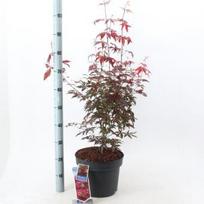 Dekoratyvinis medis, plaštakinis klevas "Atropurpureum", vazonėlio skersmuo 26 cm.