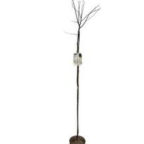 Dekoratyvinis medis, lamarko medlieva, ant stiebo, aukštis 180 cm., vazonėlio skersmuo 32 cm.