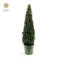 Dekoratyvinis krūmas, paprastasis buksmedis, piramidės formos, aukštis 70 cm., vazonėlio skersmuo 23
