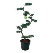Spygliuotis, kadagys virgininis "Grey Owl" (bonsai), aukštis 175 cm., vazonas 55 l.