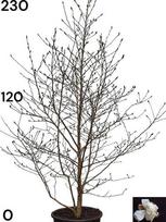 Dekoratyvinis medis, magnolija "Stelata", vazonėlio skersmuo 43 cm.