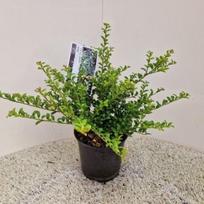 Dekoratyvinis krūmas, rinčiuotasis bugienis "Convexa", vazonėlio skersmuo 17 cm.