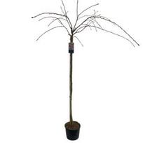 Dekoratyvinis medis, sakura "Kiku-shidare", ant stiebo, aukštis 150 cm., vazonėlio skersmuo 27 cm.