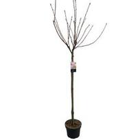 Dekoratyvinis medis, sakura "Kanzan", ant stiebo, aukštis 120 cm., vazonėlio skersmuo 27 cm.