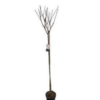Dekoratyvinis medis, sakura "Kanzan", ant stiebo, aukštis 180 cm., vazonėlio skersmuo 38 cm.