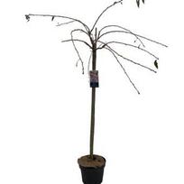 Dekoratyvinis medis, sakura "Kiku-shidare", ant stiebo, aukštis 120 cm., vazonėlio skersmuo 27 cm.
