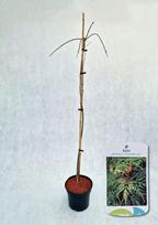 Dekoratyvinis medis, klevas plaštakinis "Emerald Lace", aukštis 60-100 cm., vazonas 3 l.