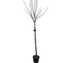 Dekoratyvinis medis, sakura "Kanzan", ant stiebo, aukštis 150 cm., vazonėlio skersmuo 28 cm.