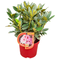 Dekoratyvinis krūmas, rododendras, karališka kolekcija, įvairios veislės, vazonas 5 l.