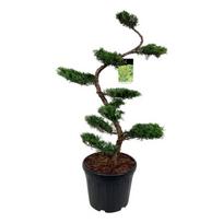 Spygliuotis, kadagys tarpinis "Pfitzeriana Aurea" (bonsai), aukštis 125 cm., vazonas 45 l.